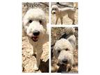 Adopt Waylon a Goldendoodle