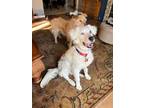 Adopt Blitz a Great Pyrenees, Border Collie