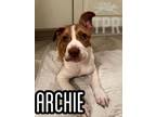 Adopt ARCHIE!!! a Mixed Breed