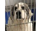 Adopt Timo a Great Pyrenees