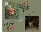 Adopt Jet a Dachshund