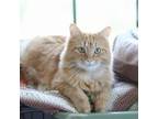 Adopt Spooner (outdoor or barn cat) a Domestic Long Hair, Tabby