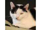 Adopt Luke a Domestic Short Hair