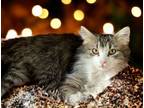 Adopt Michael a Domestic Medium Hair