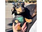 Adopt Charlie (Surgeries Pending) a Miniature Dachshund