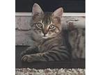 Adopt Scooby (w/Scrappy & Shaggy) a Tabby