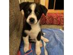 Adopt Riley a Border Collie, Australian Cattle Dog / Blue Heeler