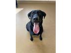 Adopt Saul a Labrador Retriever