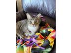 Adopt Levi a Domestic Short Hair