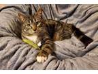 Adopt Oliver a Tabby, Domestic Short Hair