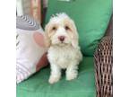 Miniature Labradoodle Puppy for sale in Lagro, IN, USA