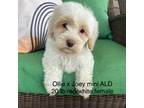 Cavapoo Puppy for sale in Lagro, IN, USA