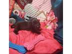 Dachshund Puppy for sale in Vinemont, AL, USA