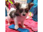 Papillon Puppy for sale in Vinemont, AL, USA