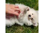 Pomeranian Puppy for sale in Grabill, IN, USA