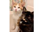 Adopt Ken bonded pair with Barbie a Domestic Short Hair