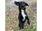 Adopt Gary Poppins a Dachshund, Terrier