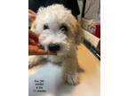 Adopt Kai #8382 a Bichon Frise, Poodle