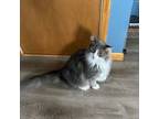 Adopt Jesse a Domestic Long Hair, Maine Coon