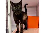 Adopt Oliver a Domestic Short Hair