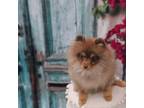 Pomeranian Puppy for sale in Lyons, GA, USA