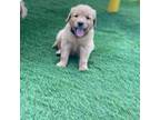 Golden Retriever Puppy for sale in Durant, OK, USA