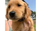 Golden Retriever Puppy for sale in Durant, OK, USA