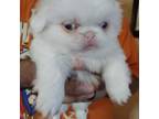 Pekingese Puppy for sale in Tulsa, OK, USA