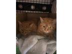 Adopt TOBY and GATSBY a Domestic Short Hair