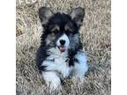 Pembroke Welsh Corgi Puppy for sale in Vernal, UT, USA