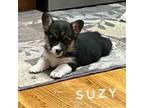 5 yr guaranty Suzy