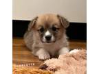 Pembroke Welsh Corgi Puppy for sale in Vernal, UT, USA