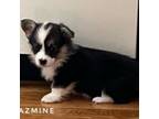 Pembroke Welsh Corgi Puppy for sale in Vernal, UT, USA