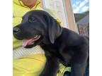 Labrador Retriever Puppy for sale in Mulberry, FL, USA