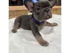 French Bulldog Puppy for sale in Tampa, FL, USA