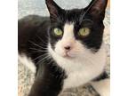 Adopt Ranger a Domestic Short Hair