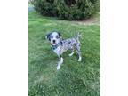 Adopt Bogey a Australian Shepherd