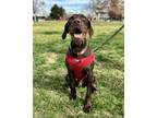 Adopt Maddox a German Wirehaired Pointer, Mixed Breed