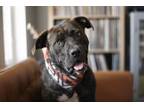 Adopt Mozart a Mastiff, Mixed Breed