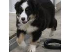 Miniature Australian Shepherd Puppy for sale in Adair, IA, USA