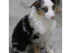 Miniature Australian Shepherd Puppy for sale in Adair, IA, USA