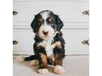 Mutt Puppy for sale in Salt Lake City, UT, USA