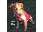 Adopt MAX a Dachshund