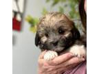 Zuchon Puppy for sale in Gurnee, IL, USA