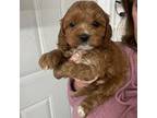 Cavapoo Puppy for sale in Gurnee, IL, USA