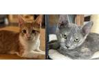 Adopt Apollo and Stella MUST GO TOGETHER a Tabby