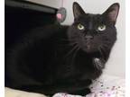 Adopt Cashmere a Domestic Short Hair