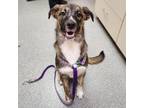 Adopt Jupiter a Mixed Breed