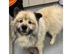 Adopt Captain Floof a Mixed Breed