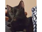 Adopt Dallas a Domestic Short Hair